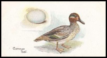 12 Common Teal